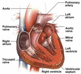 heart