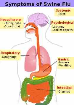 swine flu symptoms