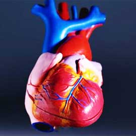 heart