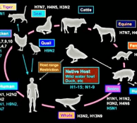 swine flue and homeopathy